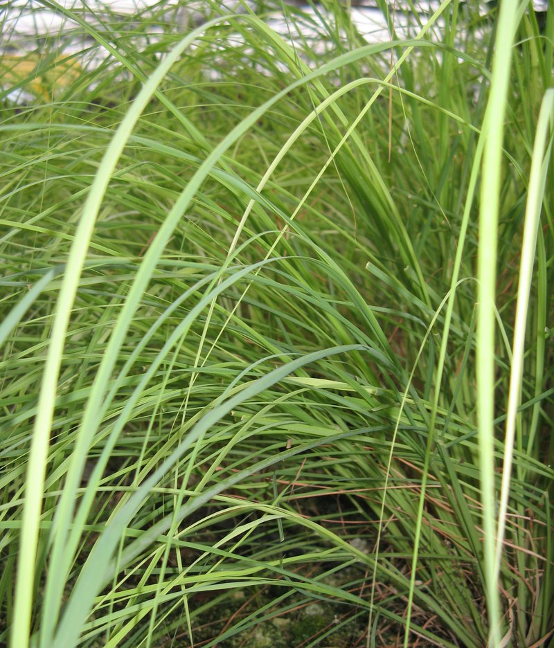 Camel Grass