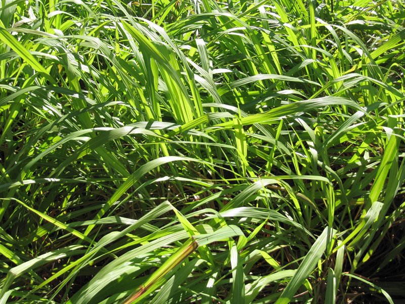 Cymbopogon Grass