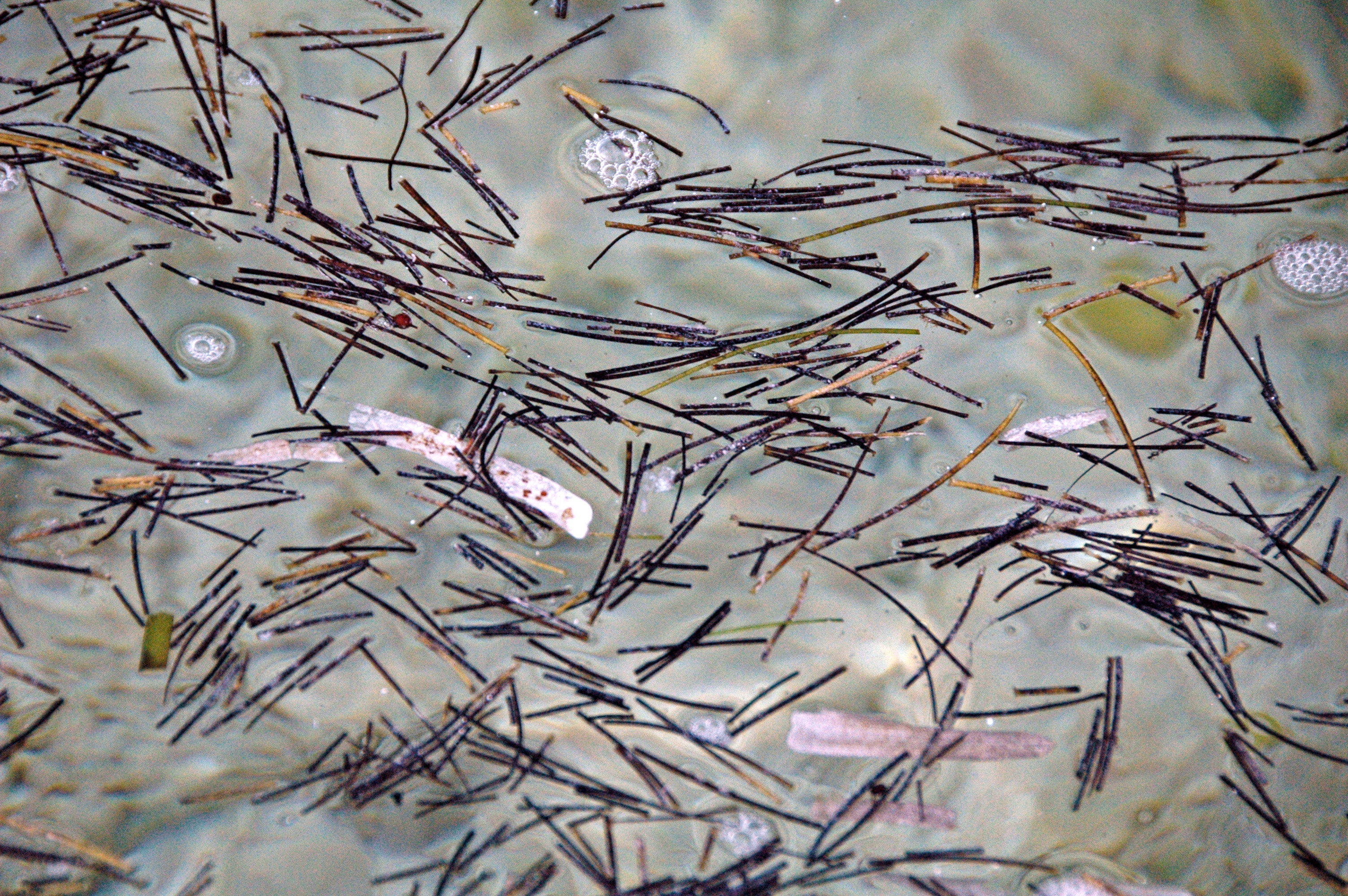 Manatee Grass photo 2
