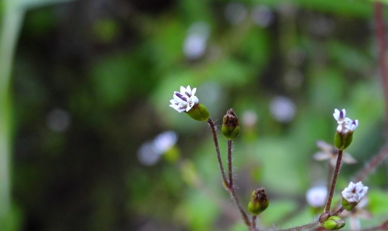 Cymophora pringlei