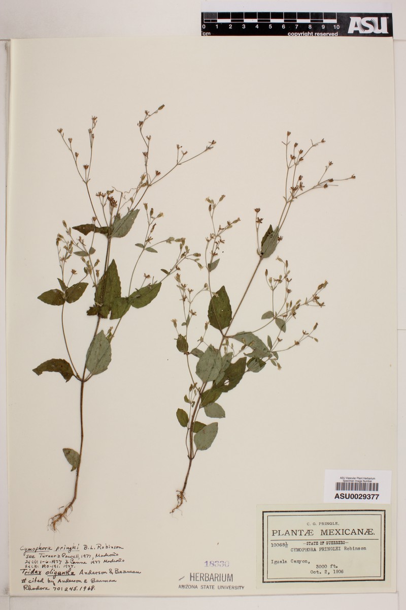 Cymophora pringlei photo 2