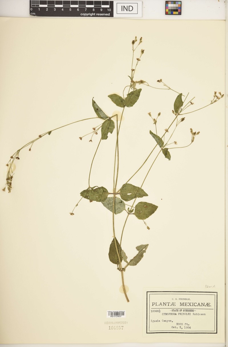 Cymophora pringlei photo 3
