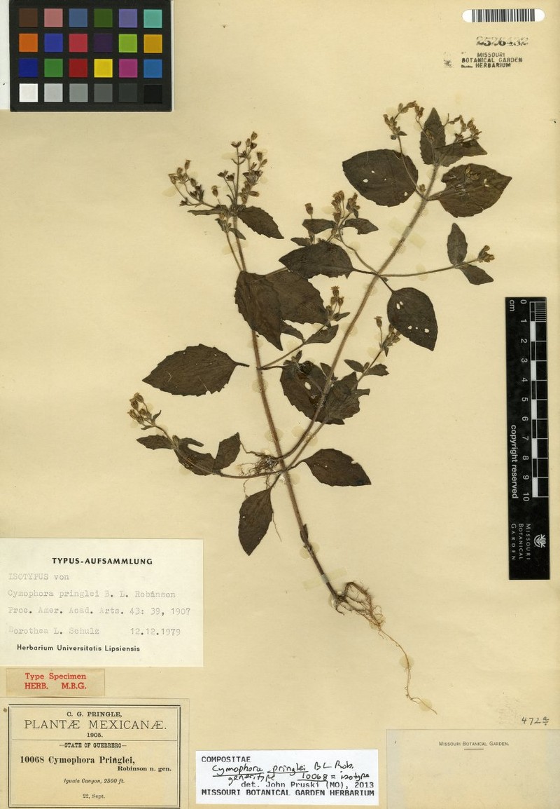Cymophora pringlei photo 4