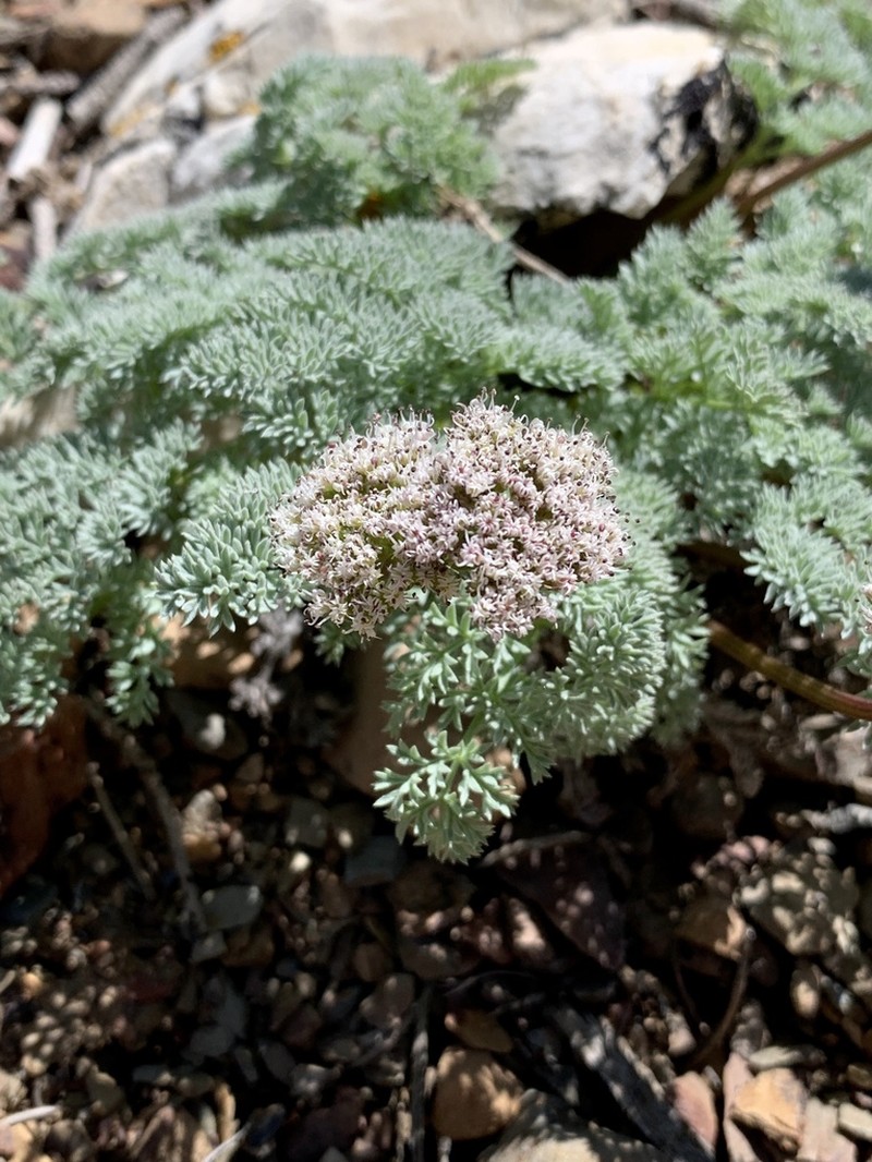 Indian Springparsley