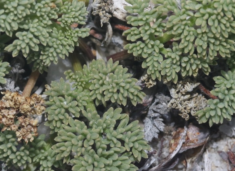 Indian Springparsley photo 2