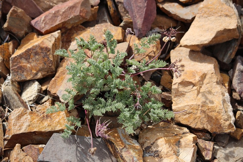 Indian Springparsley photo 3