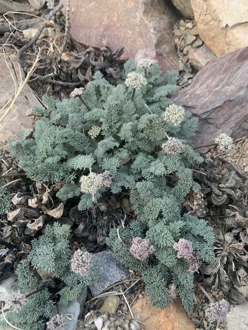 Indian Springparsley photo 4