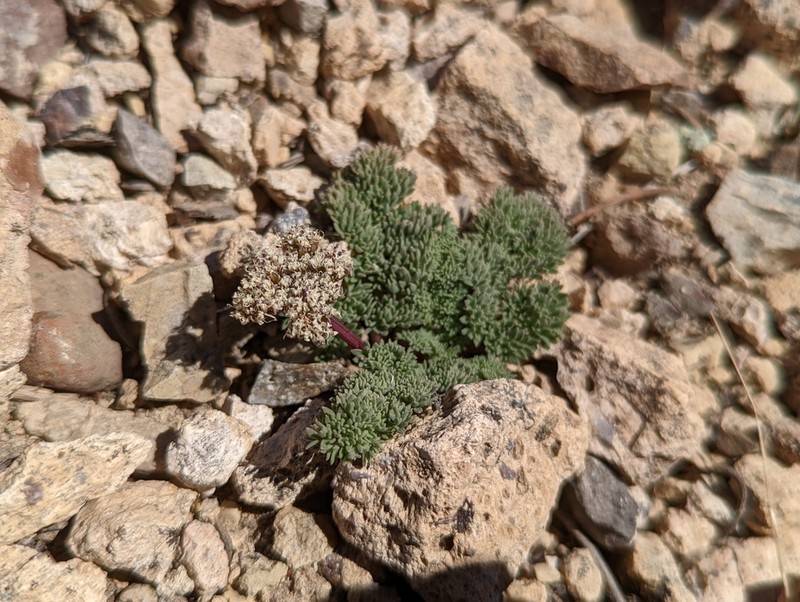Indian Springparsley photo 5