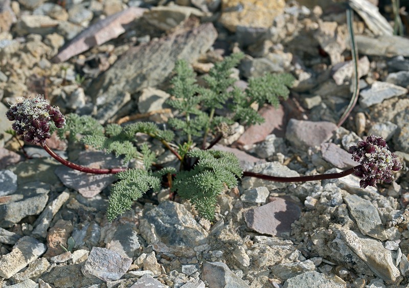 Indian Springparsley photo 7
