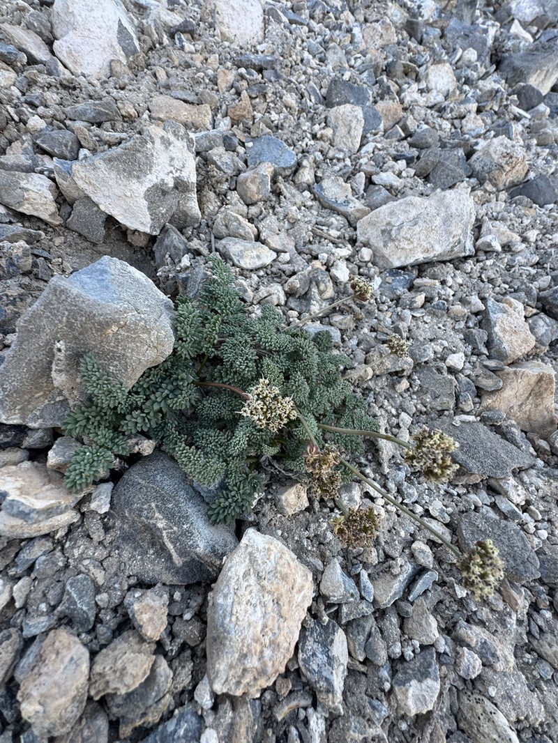 Indian Springparsley photo 8