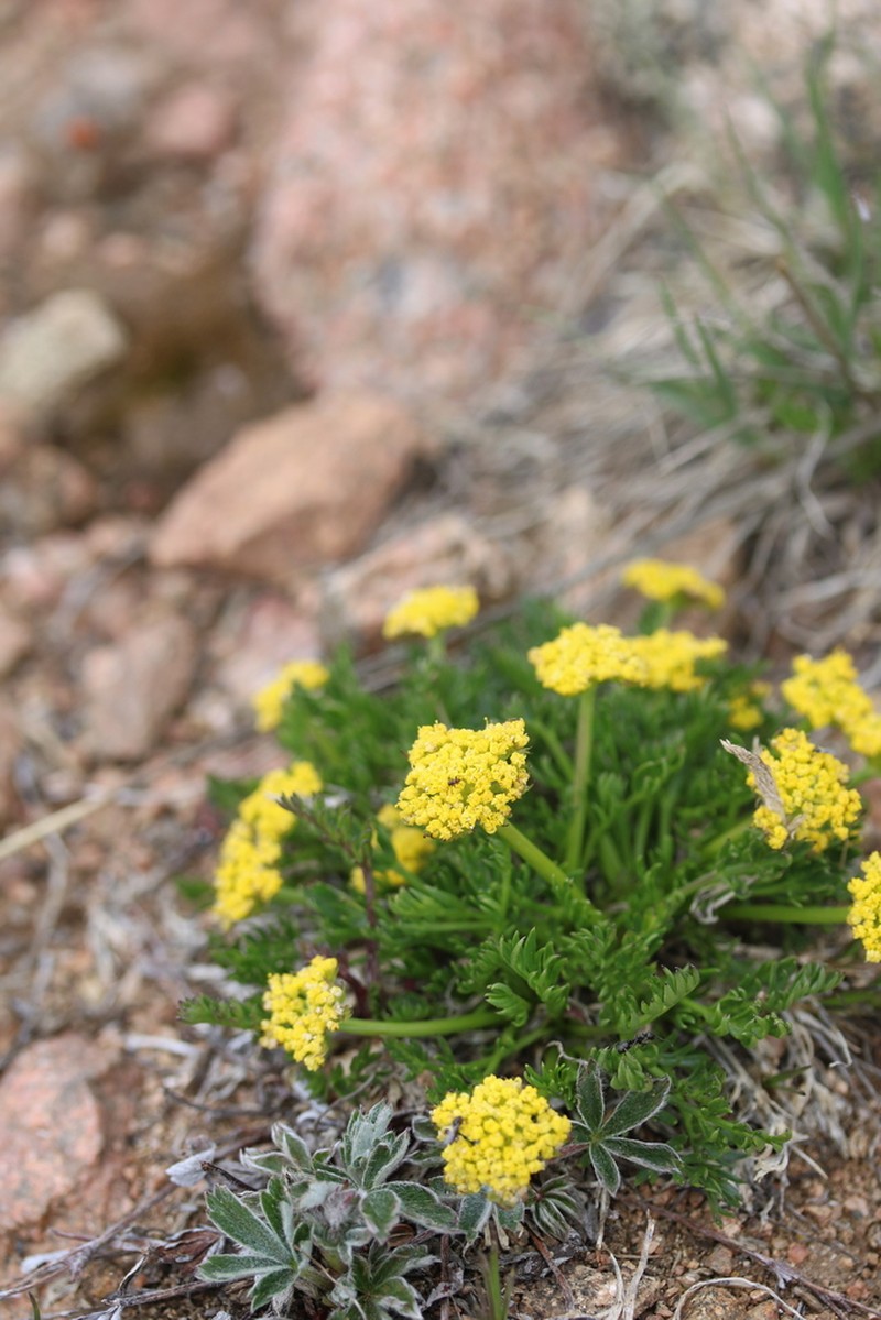 Baker's Alpineparsley