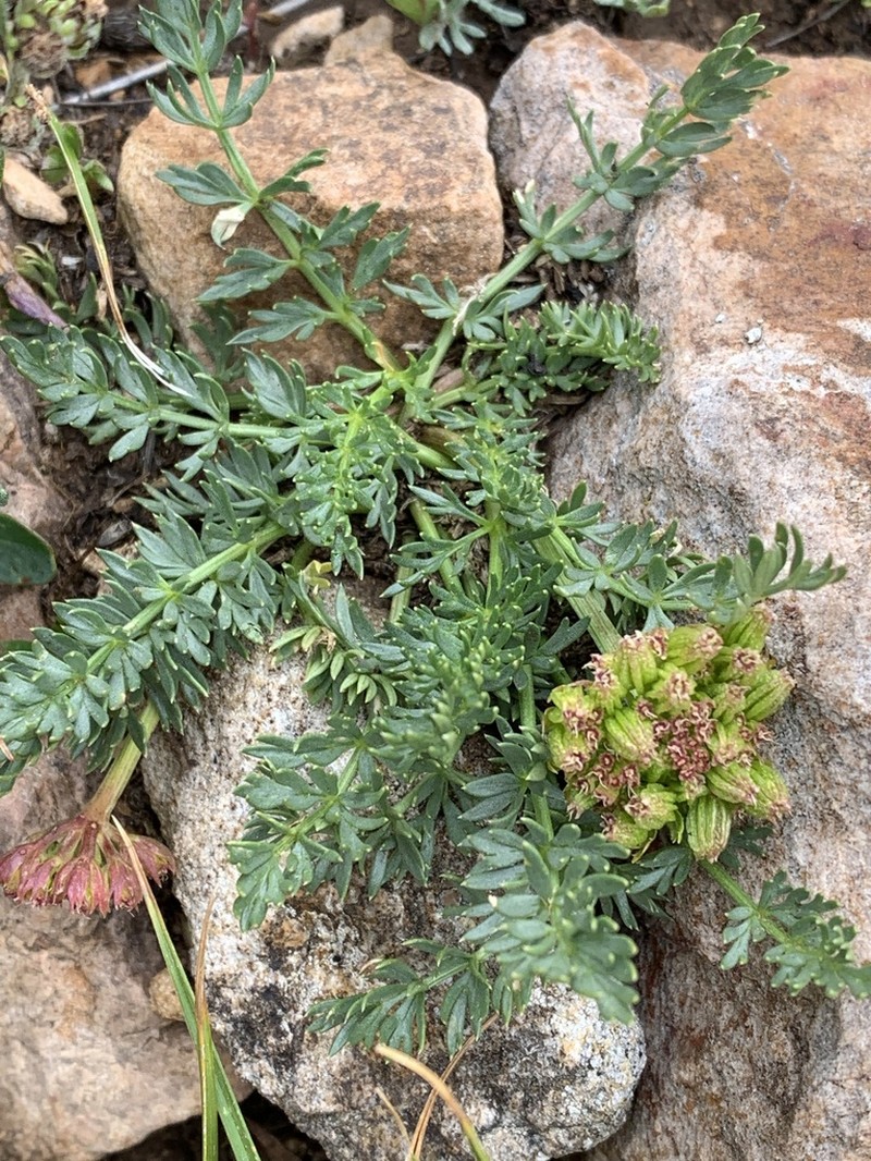 Baker's Alpineparsley photo 2