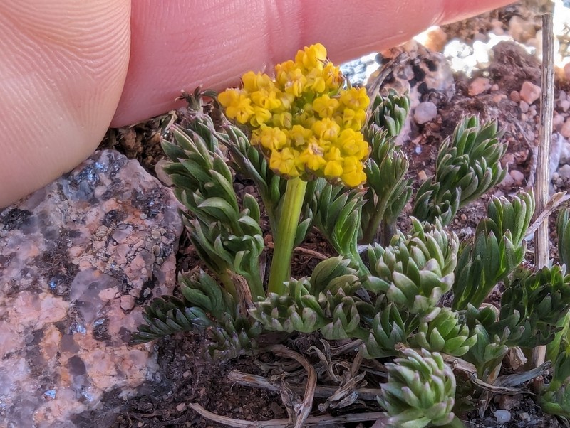 Baker's Alpineparsley photo 3