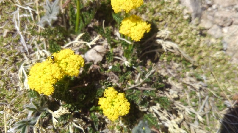 Baker's Alpineparsley photo 4
