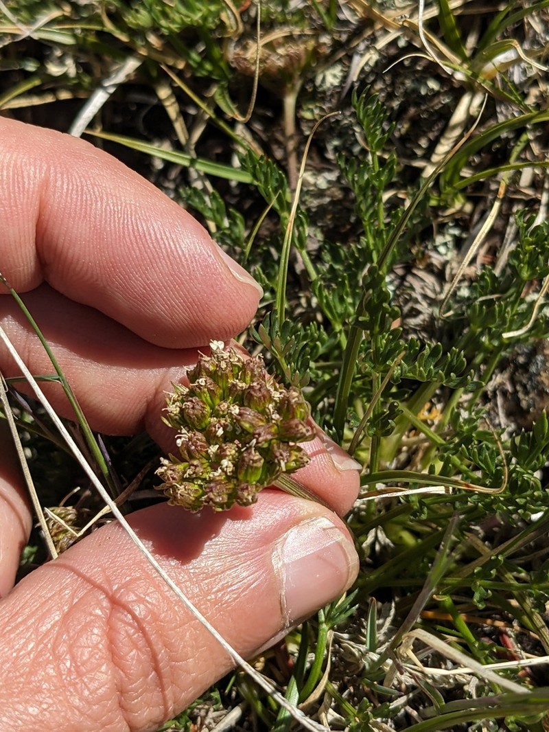 Baker's Alpineparsley photo 5