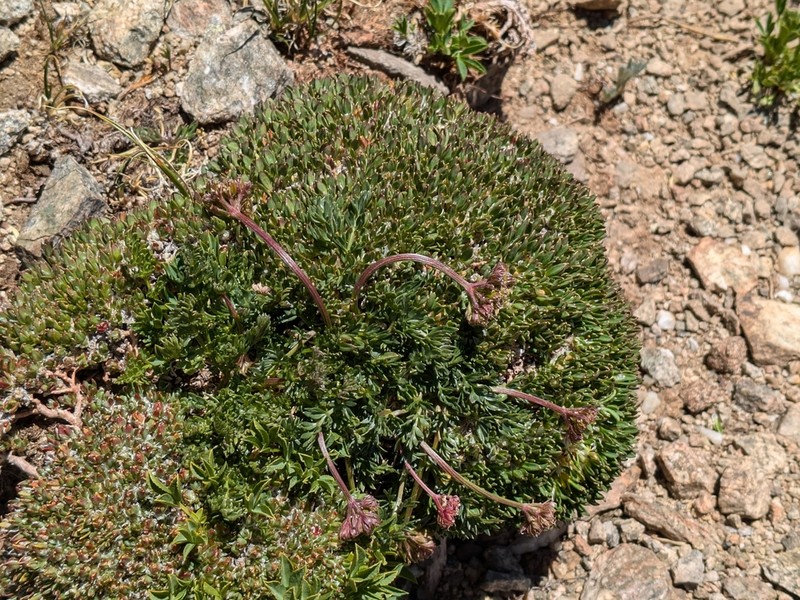 Baker's Alpineparsley photo 6