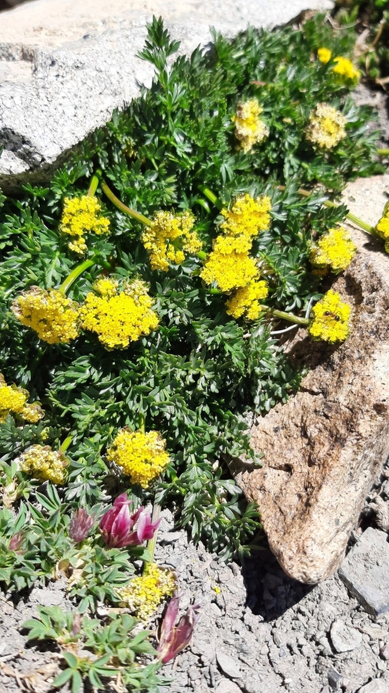 Baker's Alpineparsley photo 7