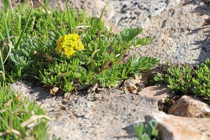 Baker's Alpineparsley photo 8