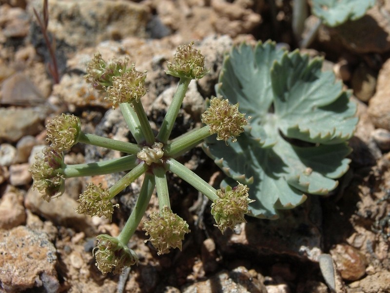 Basalt Springparsley