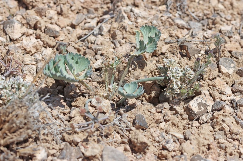 Basalt Springparsley photo 3