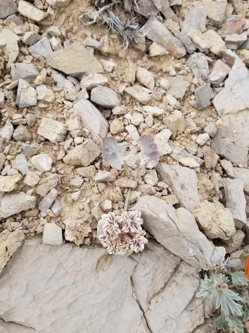 Basalt Springparsley photo 5