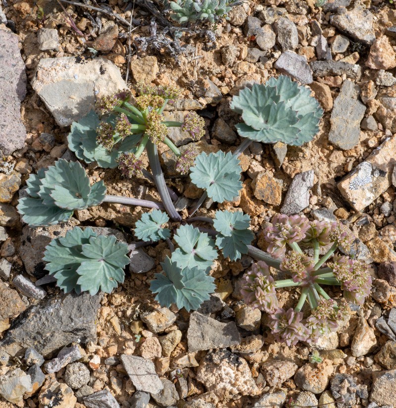 Basalt Springparsley photo 6
