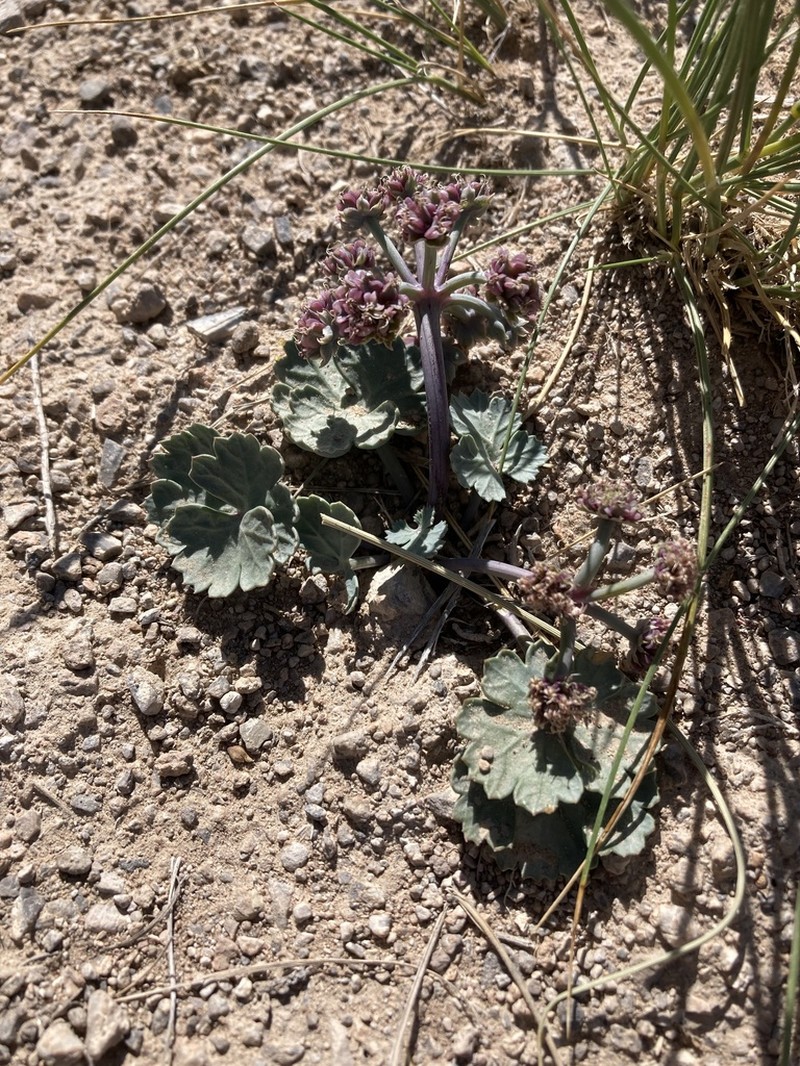 Basalt Springparsley photo 7