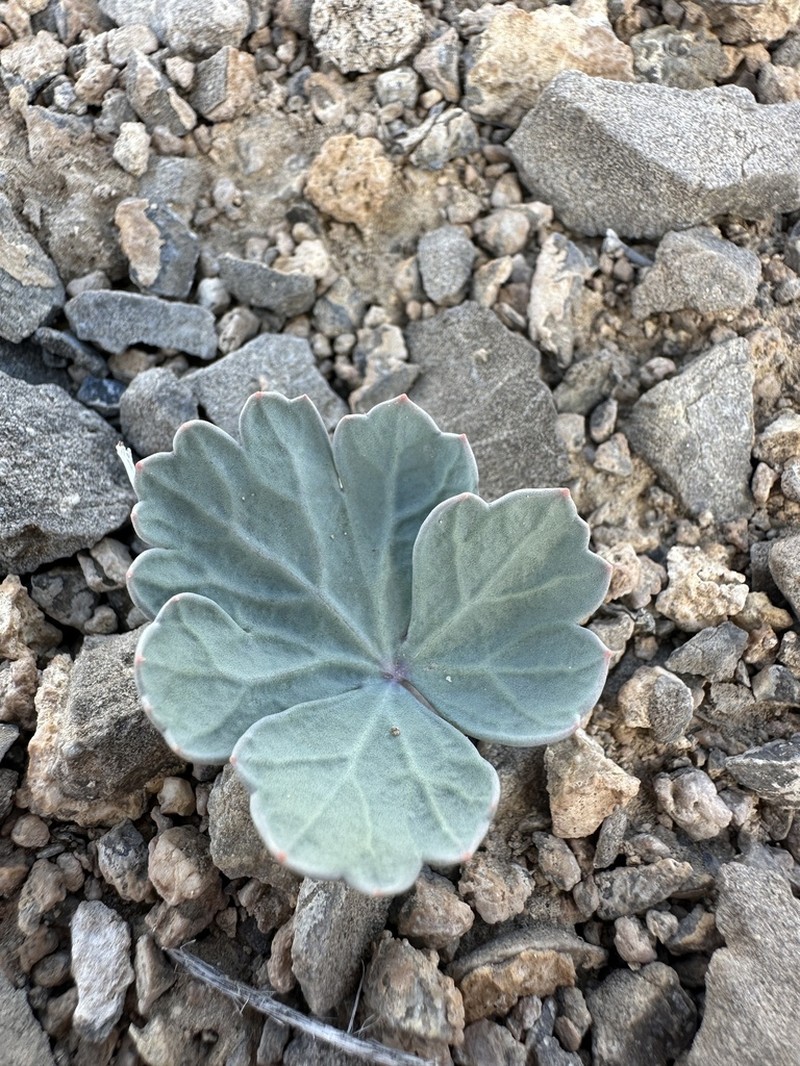 Basalt Springparsley photo 8