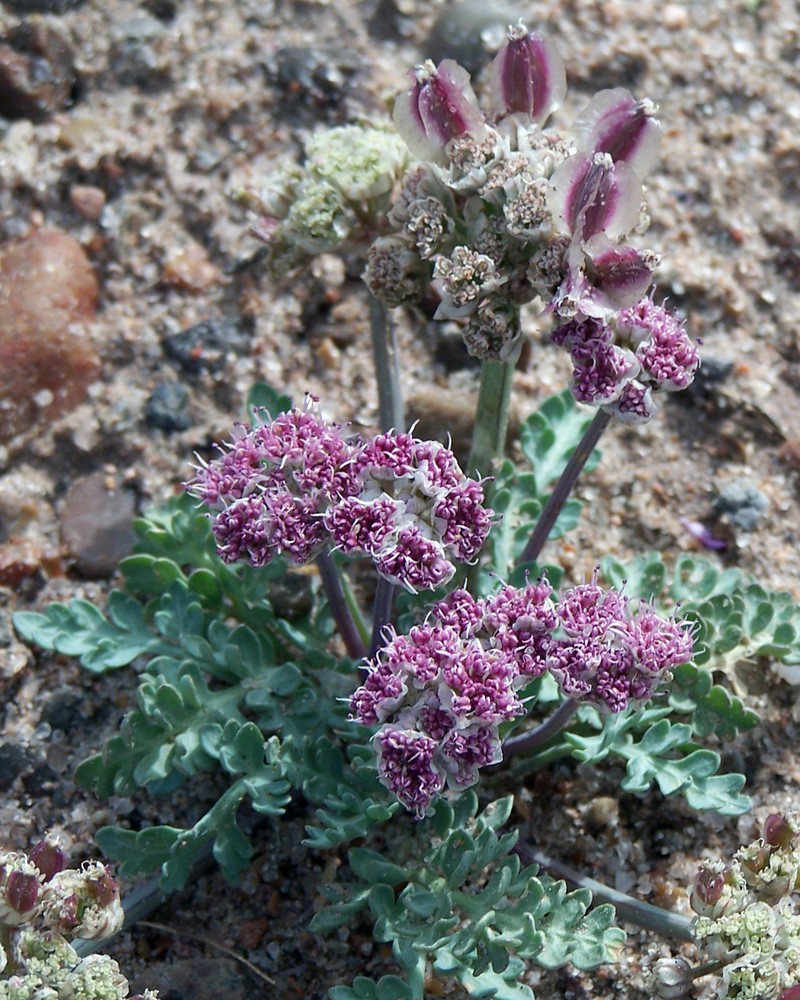 Bulbous Springparsley