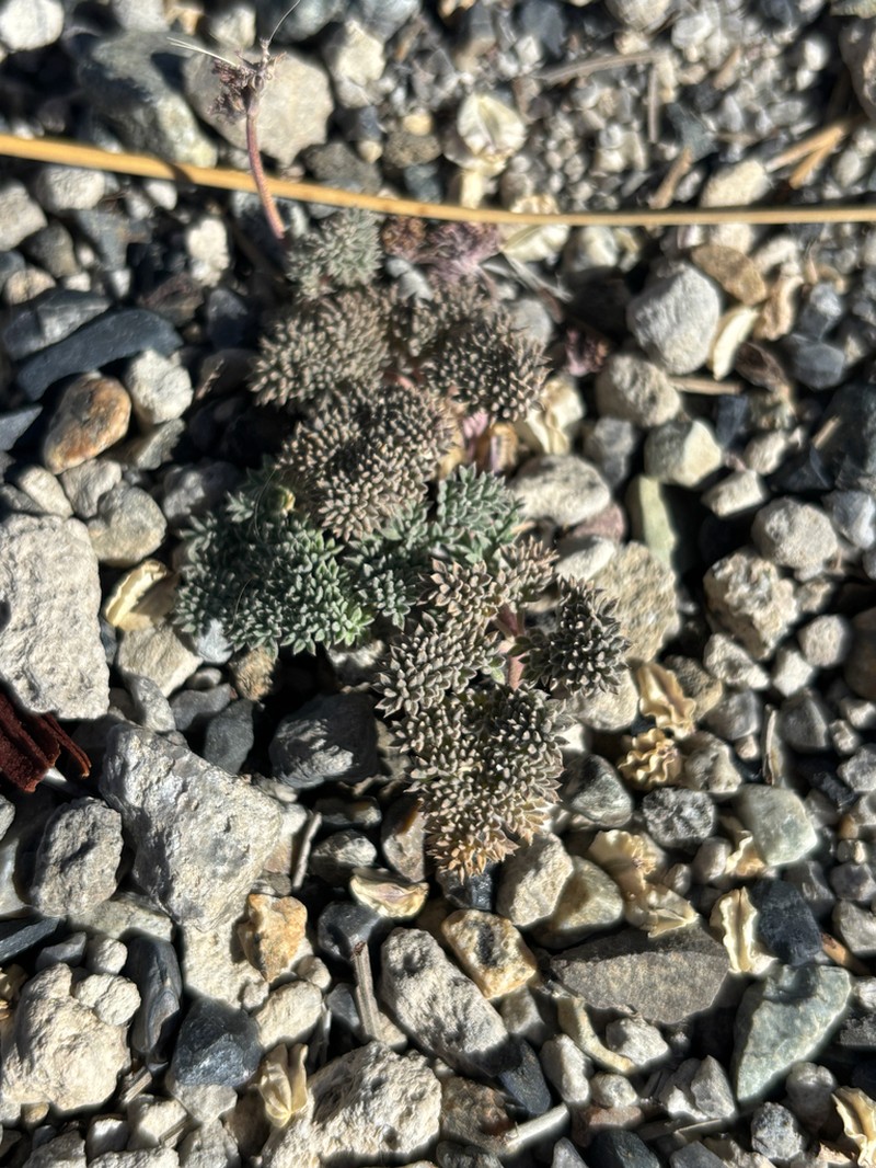 Gray Springparsley