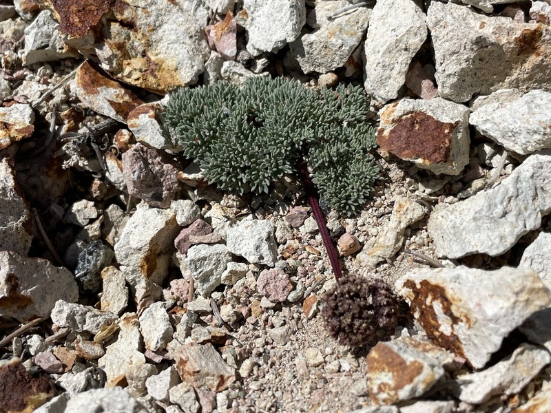 Gray Springparsley photo 2