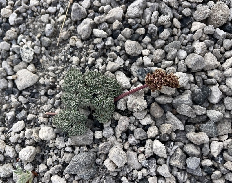 Gray Springparsley photo 3