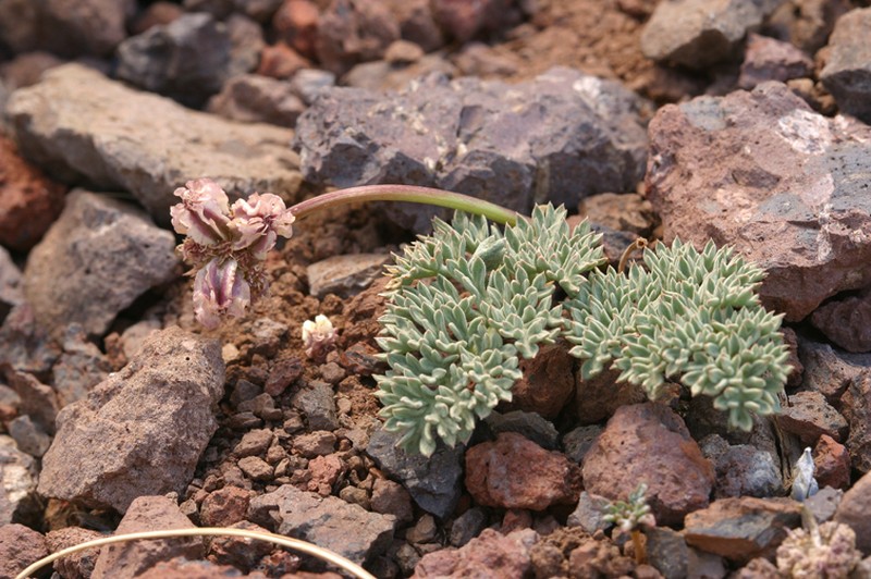 Gray Springparsley photo 5