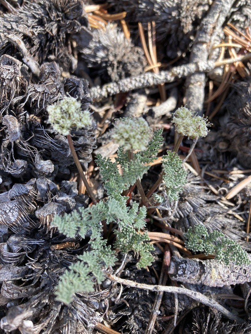 Gray Springparsley photo 6