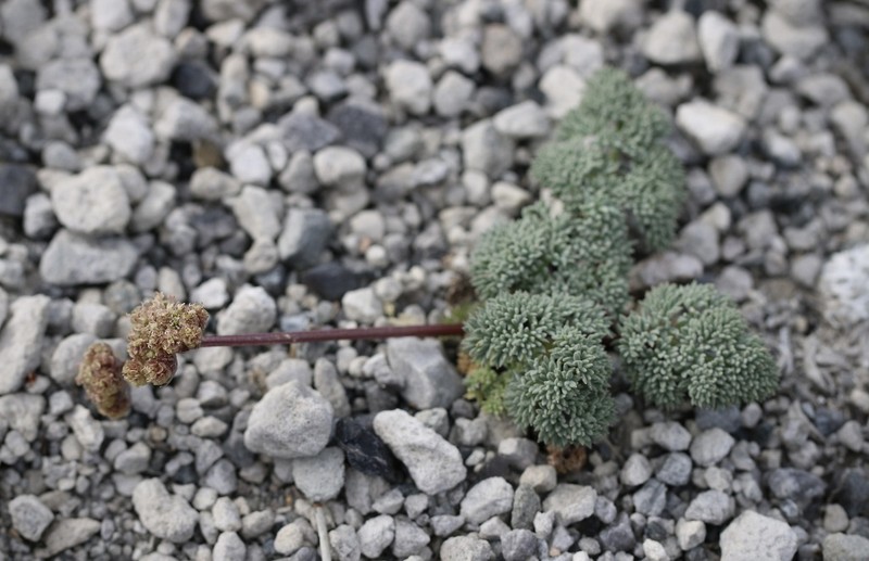 Gray Springparsley photo 7