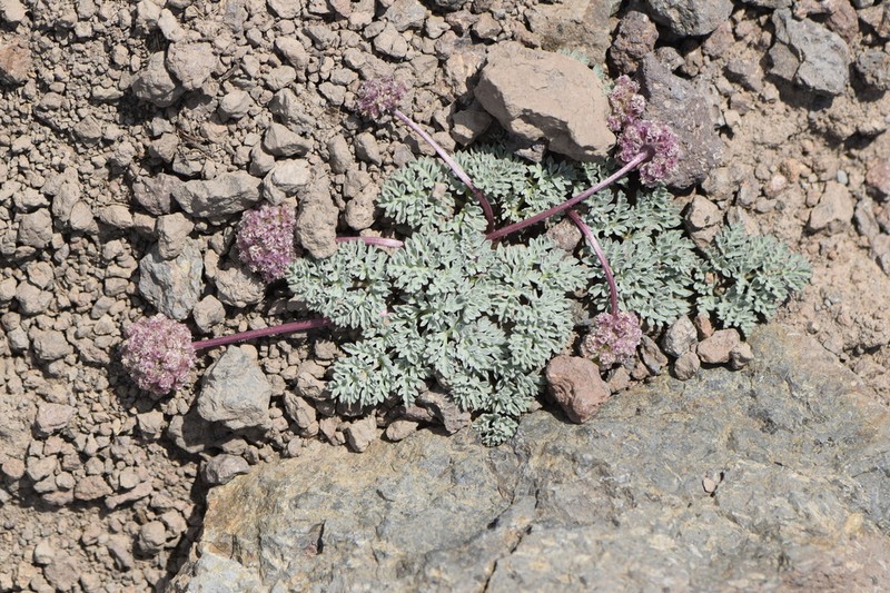 Gray Springparsley photo 8