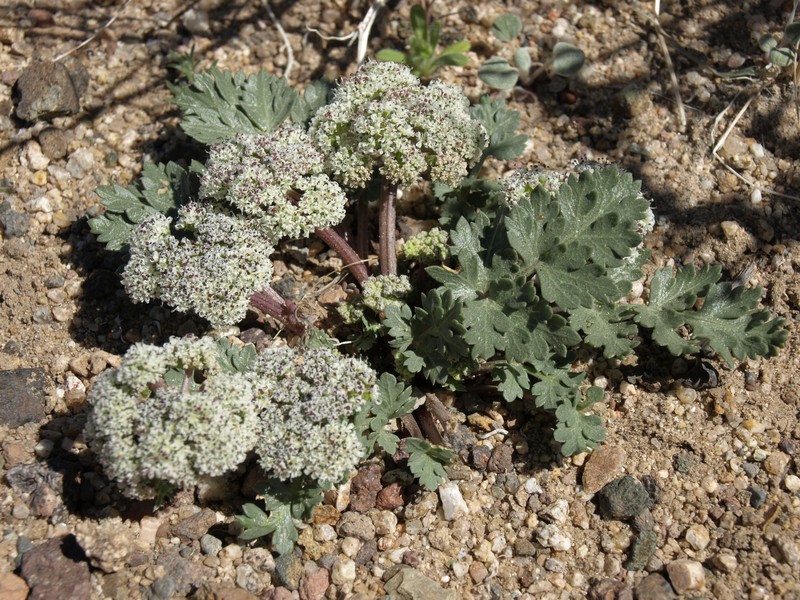 Wrinklewing Springparsley photo 2