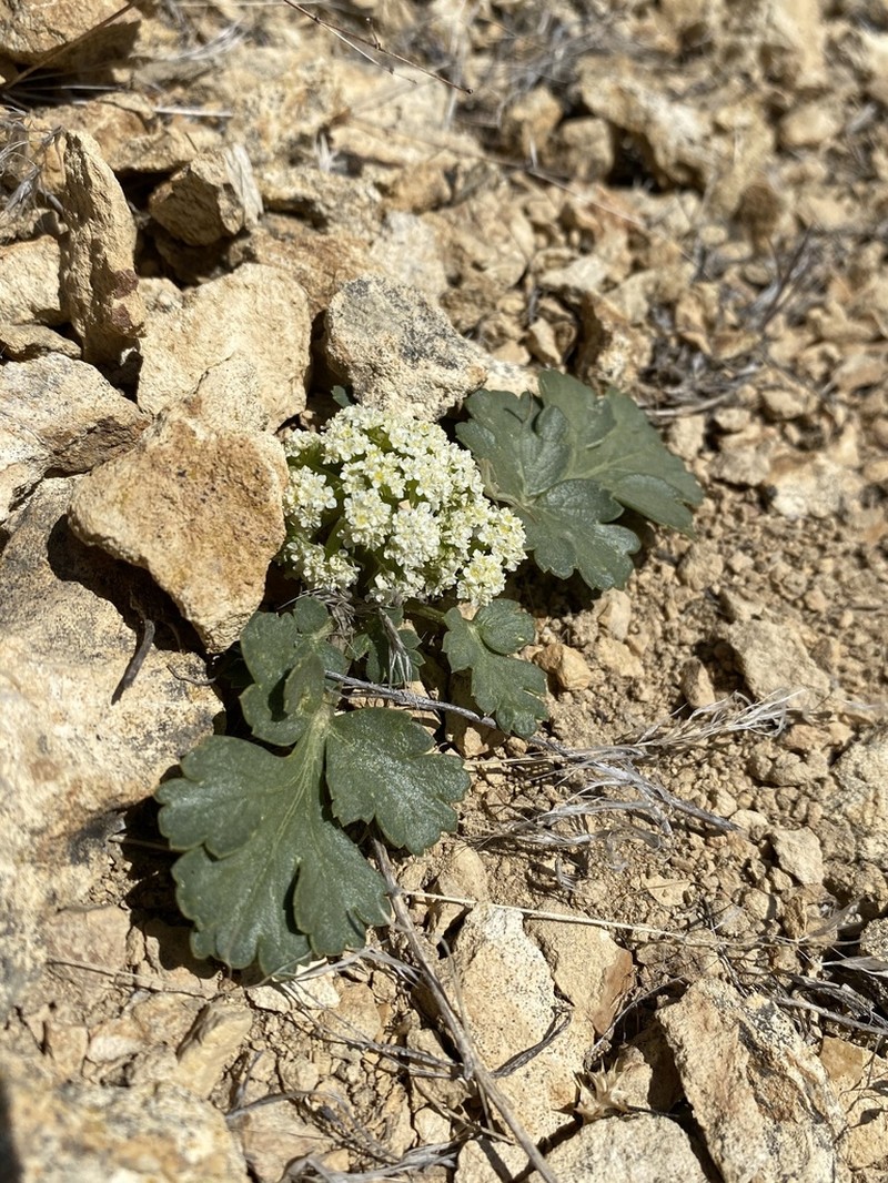 Cymopterus corrugatus