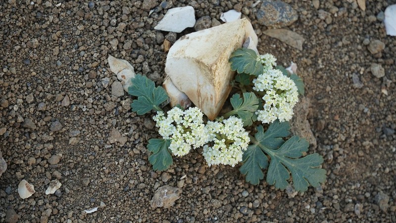 Cymopterus corrugatus photo 4