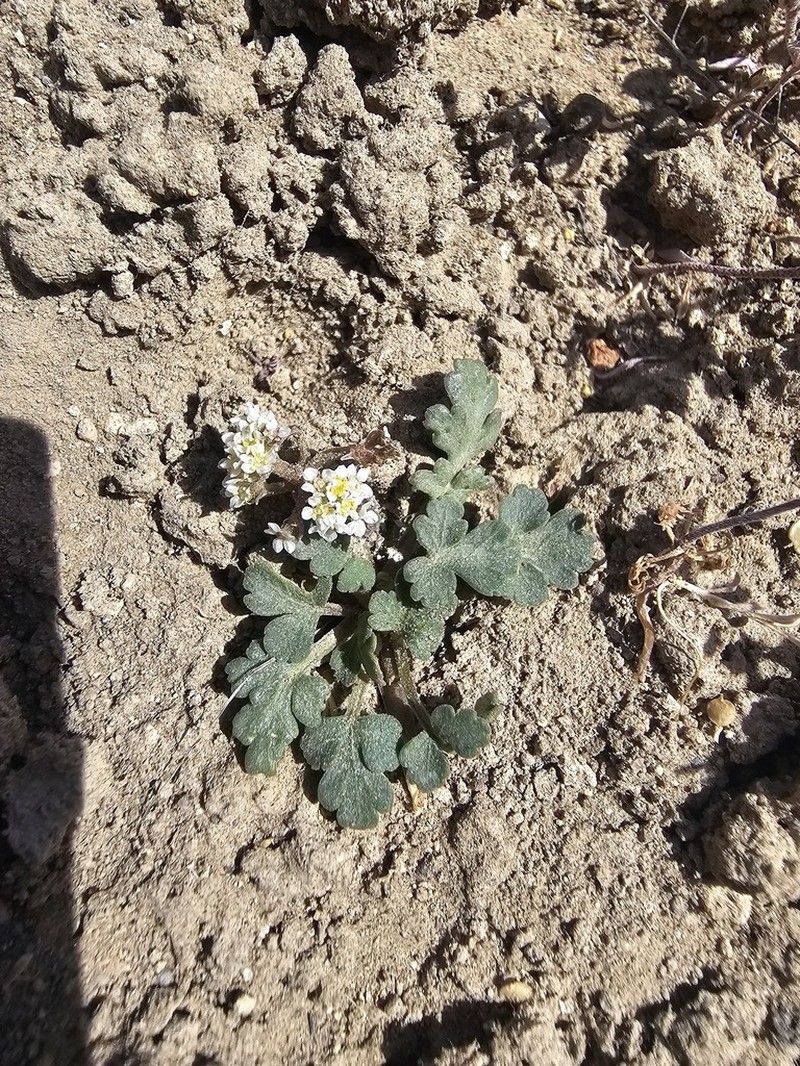 Cymopterus corrugatus photo 5