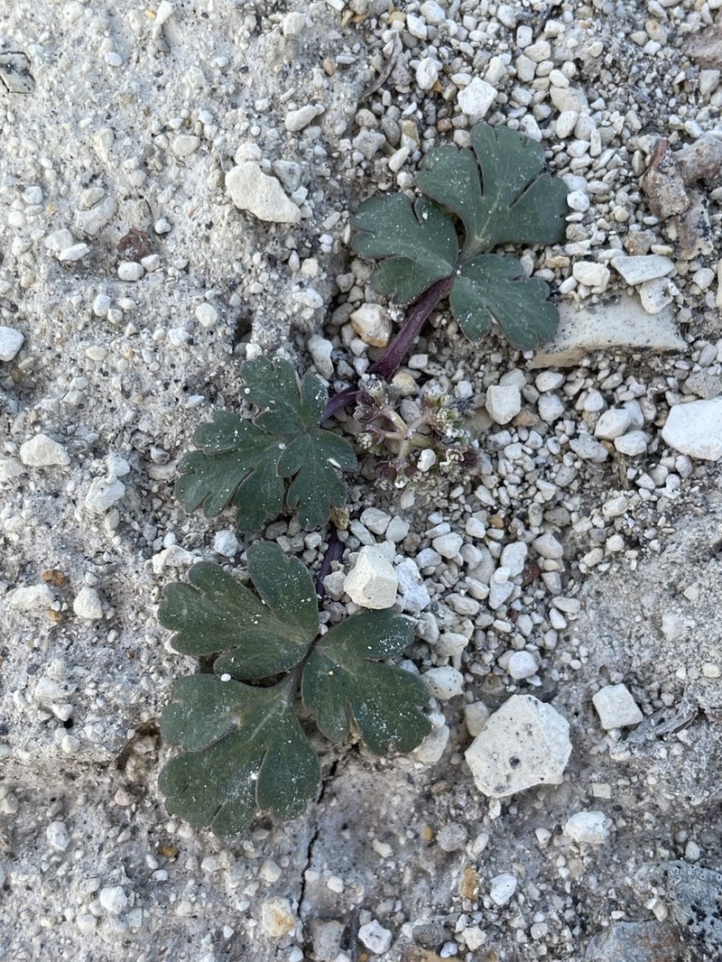 Cymopterus corrugatus photo 7