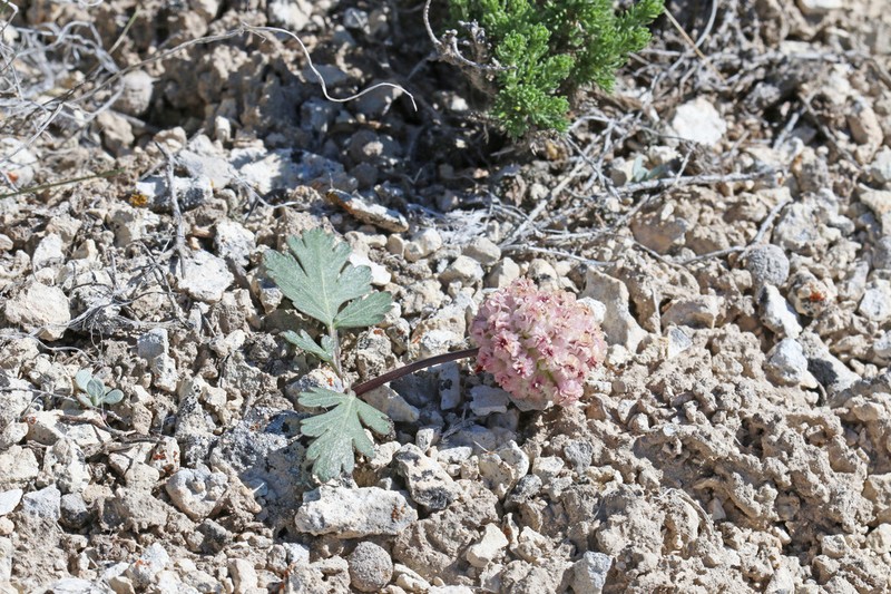 Twoleaf Springparsley