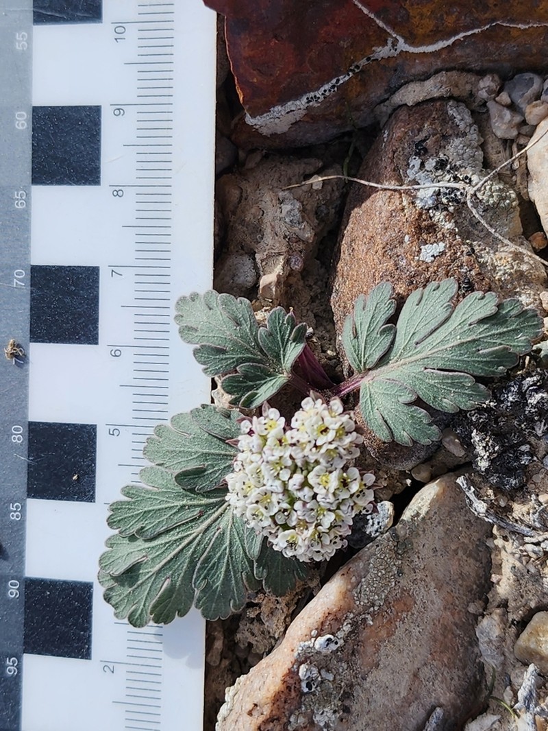 Twoleaf Springparsley photo 2