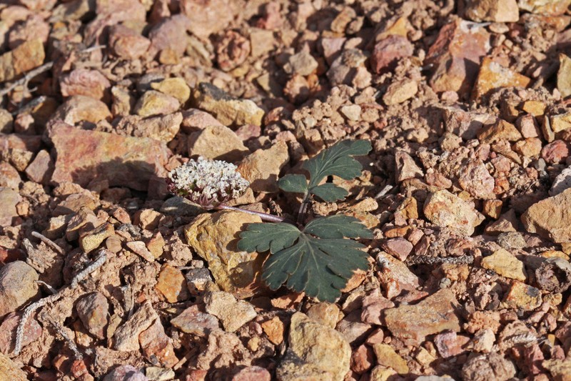 Twoleaf Springparsley photo 3
