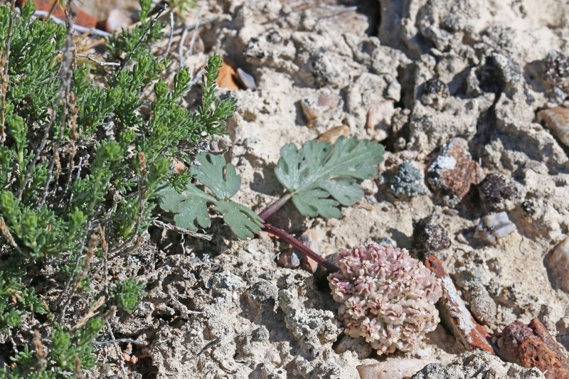 Twoleaf Springparsley photo 4