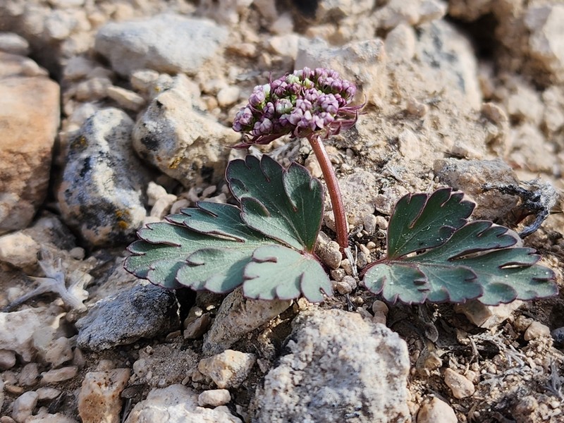 Twoleaf Springparsley photo 5