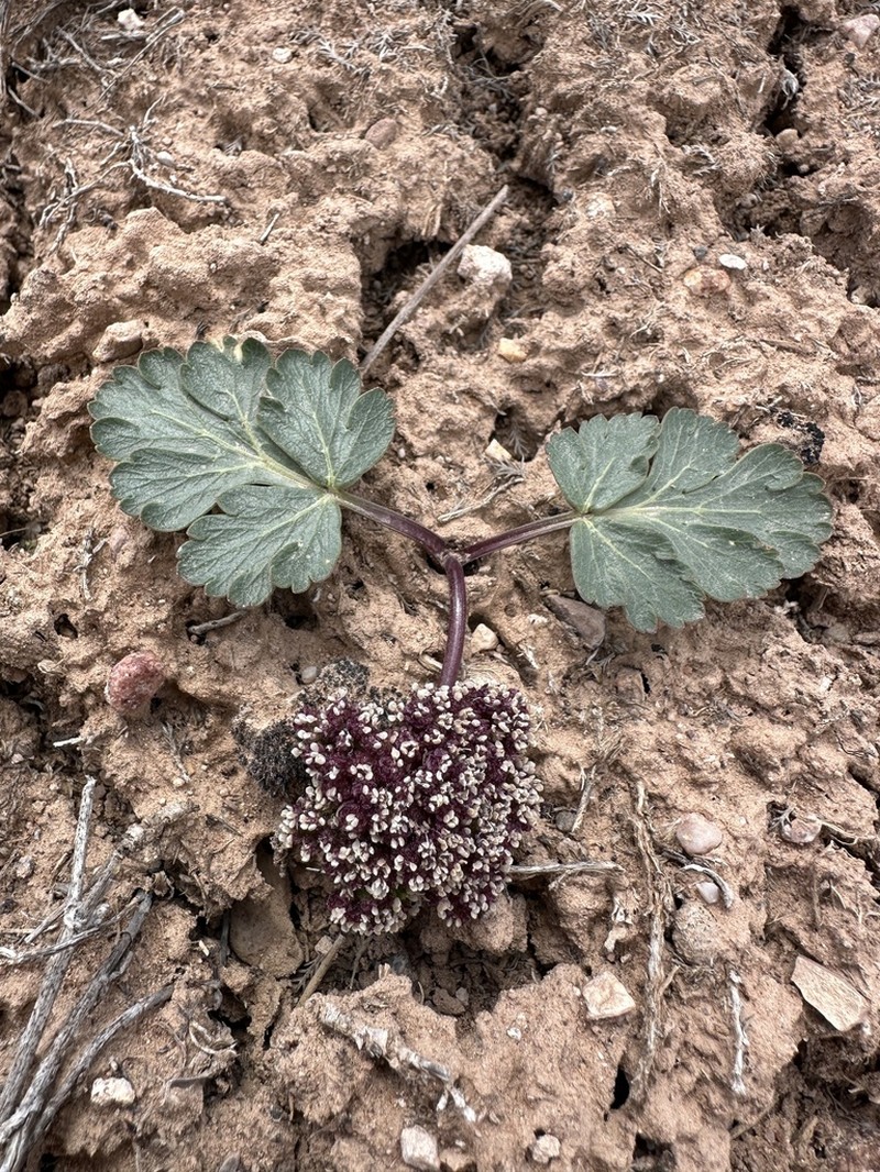 Twoleaf Springparsley photo 6