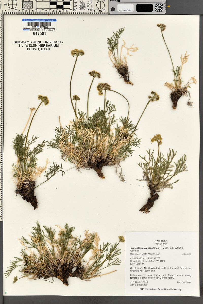 Cymopterus crawfordensis
