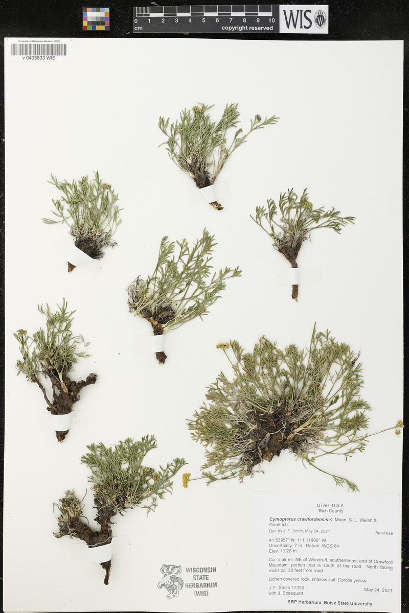 Cymopterus crawfordensis photo 2