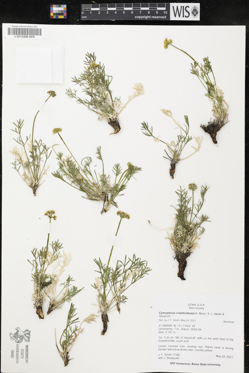 Cymopterus crawfordensis photo 3